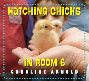 Hatching Chicks in Room 6 book cover